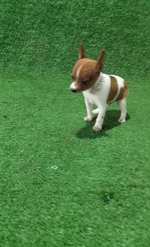 Pinscher papinha luxo vacina importada*