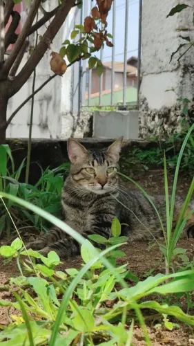 Gato castrado e vacinado