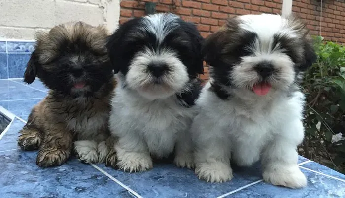 Bolinhas de pelo e carinho: Lindos filhotes de Lhasa Apso