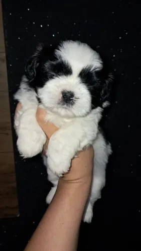 Shitzu machos disponível 