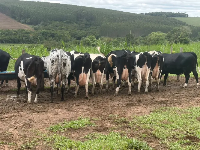 Vacas leiteira