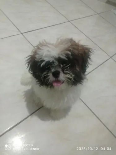 Shitzu 3 meses