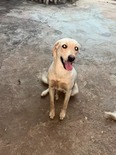 Doação Labrador 