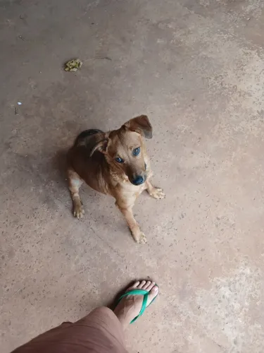 Doação de cachorro