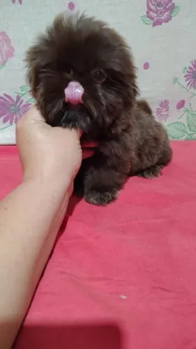 Mini Shih Tzu
