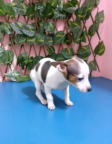 Pinscher mini