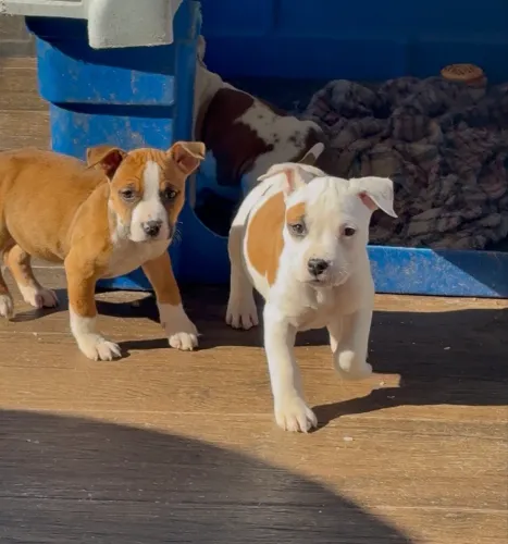 American Staffordshire Terrier Filhotes