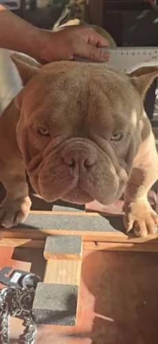 American bully Macho