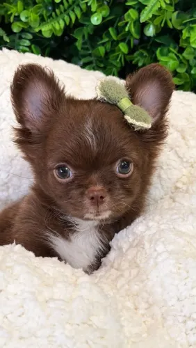 Chihuahua fêmea Pêlo longo. Princesa! Choco com branco.