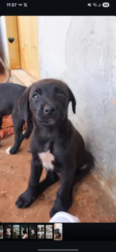 Doa- se filhote de cachorro ? 
