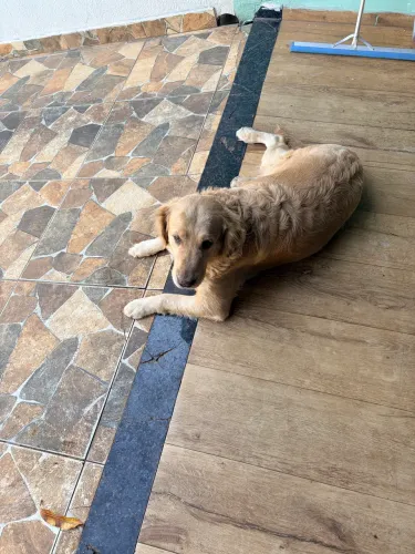 Vende se Golden retriever 