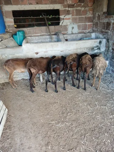 Ovelhas 