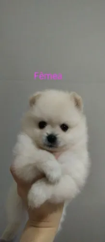 Spitz alemão/lulu da Pomerânia