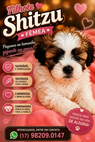 Shitzu Fêmea 