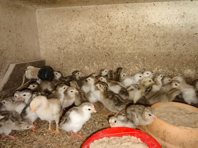 Galinha da angola (pintinhos) todas as cores