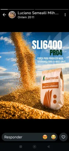 Sementes de pastagens