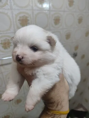 Spitz alemão macho e fêmeas