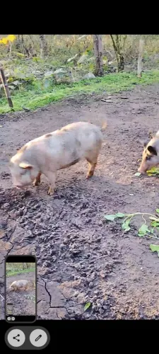Vendo uma leitoa da raça caruncho pura