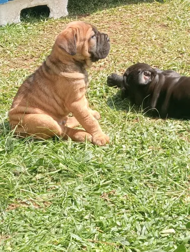 Cane corso