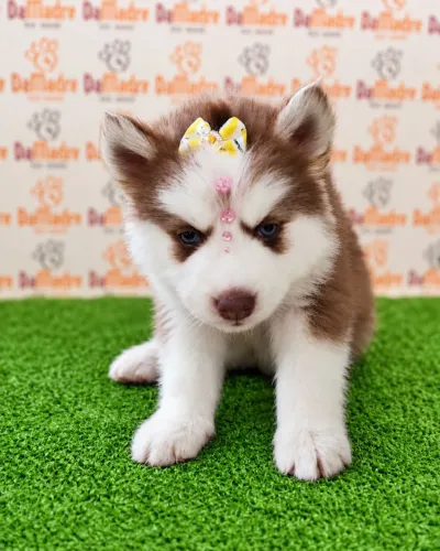 Husky Siberiano Fêmea