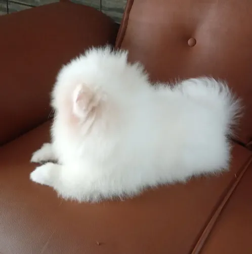 Filhote de spitz alemão macho disponível?