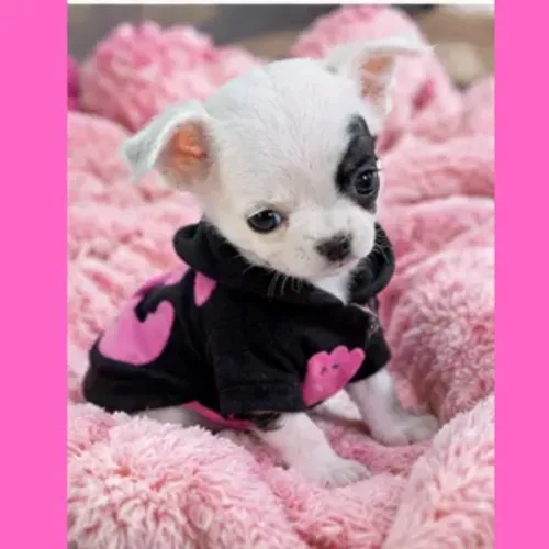 Chihuahua Fêmea mini branca