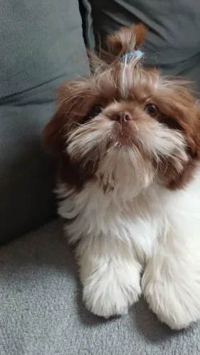 Shitzu Macho 3 meses