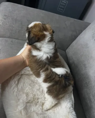 Shih Tzu Que Faz A Casa Ficar Mais Viva