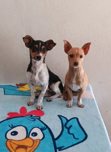 Pinscher fêmea