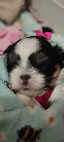 Filhote de Shih Tzu