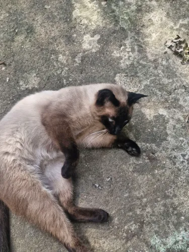 Gato macho castrado