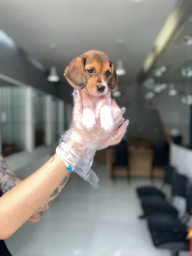 Beagle Fêmea com Pedigree, Garantia Veterinária e Loja Segura