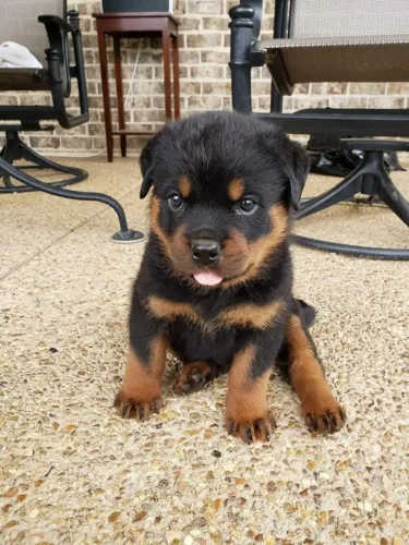 Filhote de Rottweiler O Companheiro Fiel Que Vai Crescer Ao Seu Lado