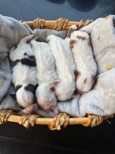 Filhotes de Shihtzu