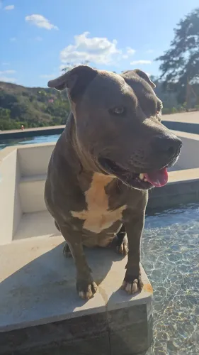 Doação cão de guarda (Tancinha)