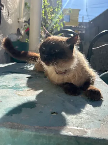 Doa-se gato