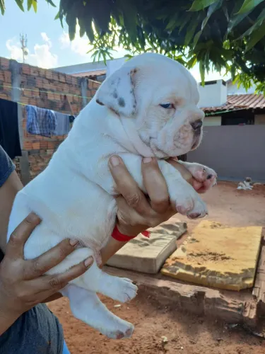 Vendo filhote de bulldog campeiro puros apenas machos