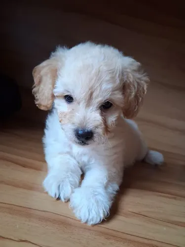 Vendo Poodle