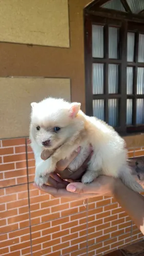 Lulu da Pomerânia (filhote)