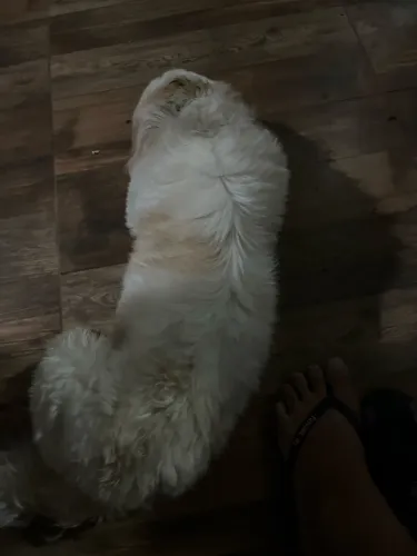 Estou doando um cachorro shih tzu pq não tenho tempo de cuida