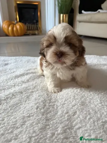 Cãozinho Shih tzu/ shihtzu pelagem densa e bem cuidada