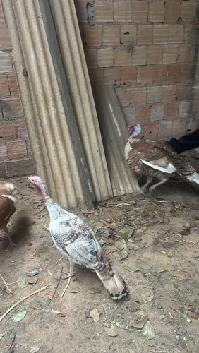 Vendo casal de peru