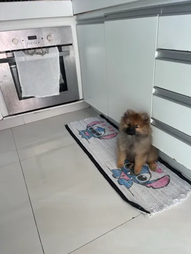 Cachorro Lulu da pomerania spitz alemão