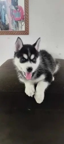 Husky siberiano