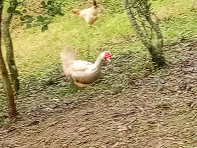 Pato grande troco por galinha