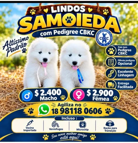 SAMOIEDEDA Linhagem CBKC
