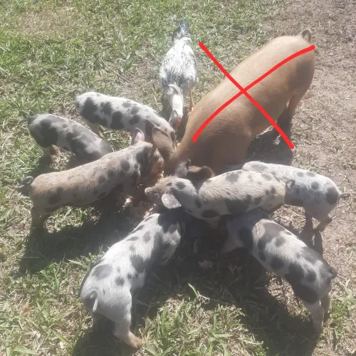 VENDO LEITÃOZINHO