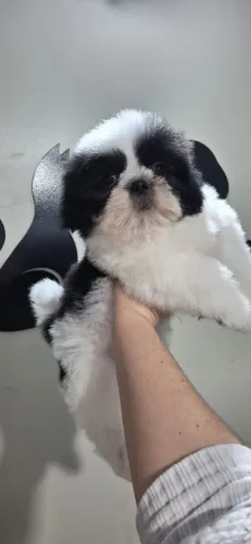 Vendo filhote de Shitzu