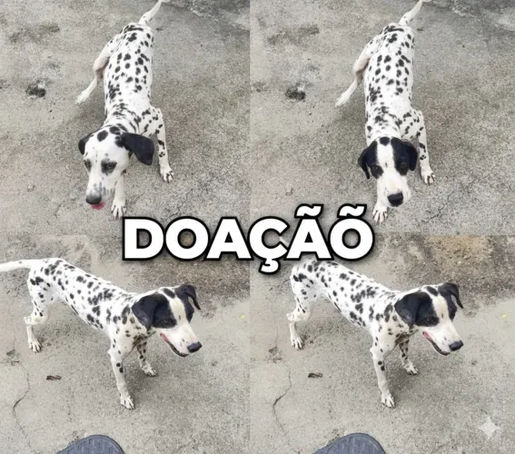 Doação responsável 