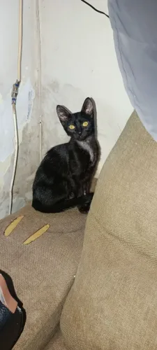 Doa - se Gata